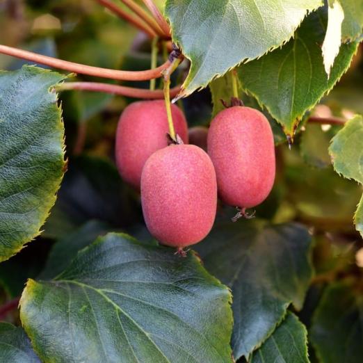 Mini-Kiwi<br>Pink Jumbo<br>(Actinidia arguta)<br>weiblich